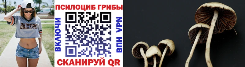 Псилоцибиновые грибы Psilocybine cubensis Весьегонск